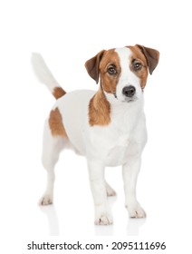 724 Miniature jack russell Images, Stock Photos & Vectors | Shutterstock