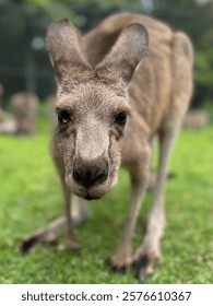 Curious kangaroo face close up