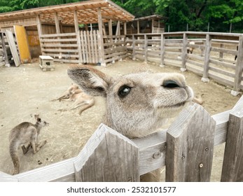 A curious kangaroo peeks over a wooden fence at the camera, looking inquisitive. The shot captures the animal's natural curiosity and playful personality - Powered by Shutterstock