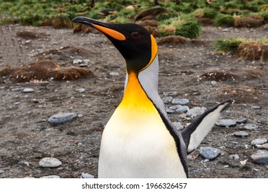 壁紙 ペンギン の写真素材 画像 写真 Shutterstock