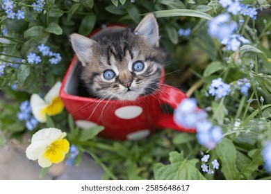 curious kitten sits in a large red cup standing on a flowerbed, looks out of it looking up. Favorite pet. Games with a kitten. Cat Day. Among flowers. Tenderness, harmony