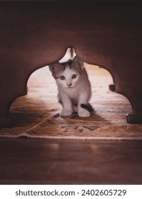 curious kitten sitting under the table, backlit