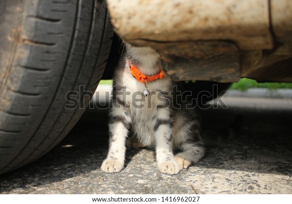 the curious kitten\
under the car in garden