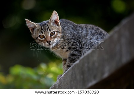 Similar – Image, Stock Photo Cute kitten Baby Nature