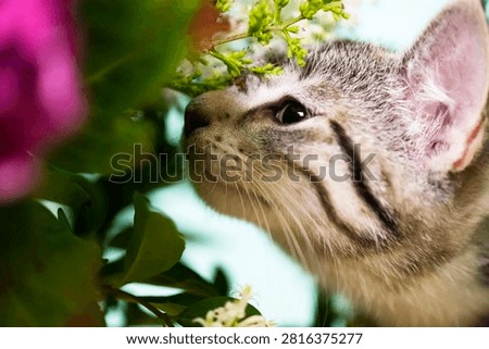 Curious Kitty sniffs on the Flowers