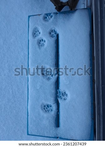 Curious kittycat prints in fresh snow. My winter card from last year