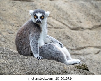 Curious Lemur With Big Yellow Eyes