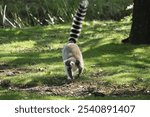 A curious lemur perched on a grassy hilltop in the warm sunlight