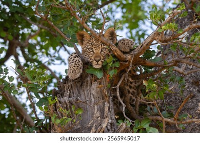 A curious leopard cub watching from a tree.