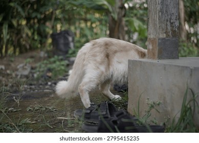 Curious light-colored fluffy dog exploring a green outdoor environment. Its head is hidden behind a concrete structure and wooden post, sniffing around in a garden or backyard setting.