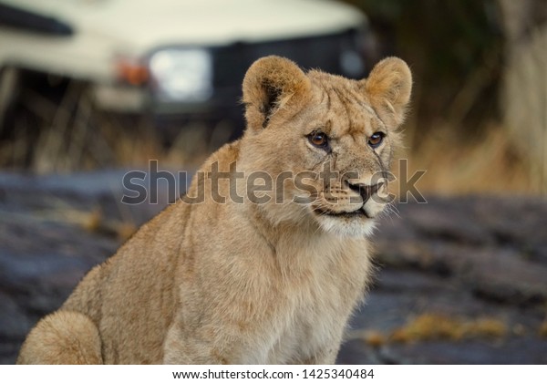 Curious lion cub looking at people and safari\
cars in Masai Mara Game\
Reserve.