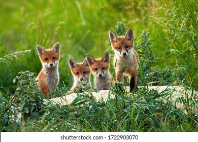 Curious little cubs of red fox, vulpes vulpes, staring into the camera on the field. Sweet fox sibling discovering the countryside. Adorable young animals being out of the hole without their mum.