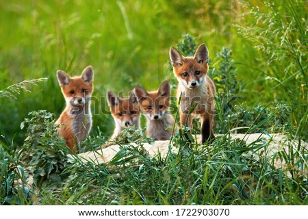 Curious little cubs of red fox, vulpes vulpes, staring into the camera on the field. Sweet fox sibling discovering the countryside. Adorable young animals being out of the hole without their mum.