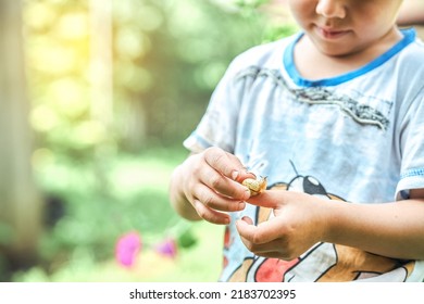 Curious Little Kid With Snail In Hand