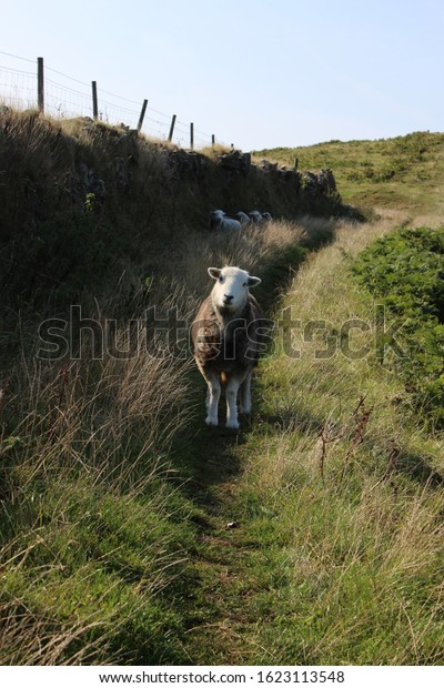 A curious little sheep stands on the path, behind it\
in the shade lies a few more sheep and rests. Hedges divide fields\
on the hills, green grass is everywhere, and a salty breeze blows\
from the sea.