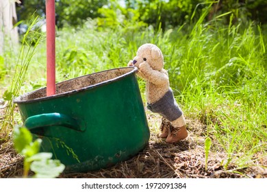 Curious Little Teddy Bear Stand On Tiptoes To Look Inside An Old Dirty Cooking Pot In Use As Rainwater Tank At Backyard Garden