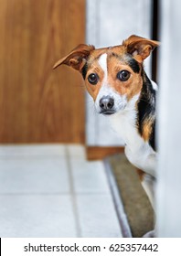 A curious little Terrier pokes his head around the corner.