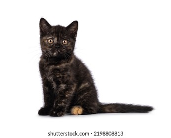 Curious Little Tortie British Shorthair Cat Stock Photo 2198808813 ...