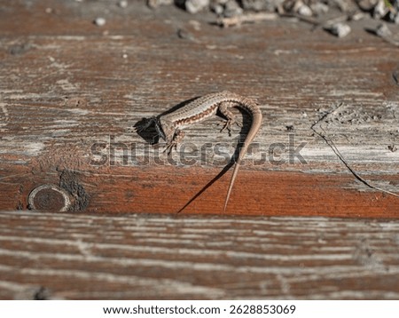 Curious lizard facing camera on a bench in Esztergom, Hungary