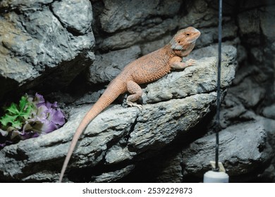 A curious lizard perched on rocky terrain, basking under warm autumn light in Strasbourg, France, enhancing the vibrant season's beauty - Powered by Shutterstock