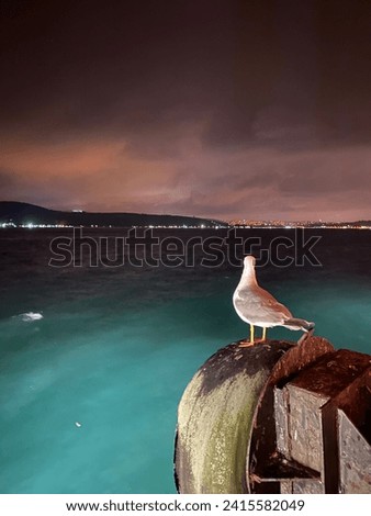curious lonely seagull watches sea at night, loneliness, curious, from back side 