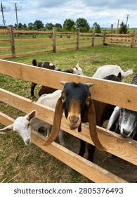 Curious Long-Eared Goat Looking Through Wooden Fence on Farm
