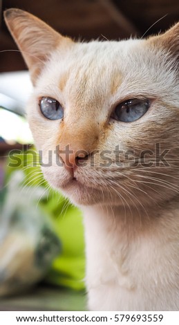 pussy cat photos Milf black bitches