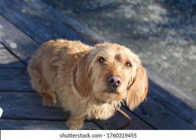 Curious Looking Basset Fauve De Bretagne Dog