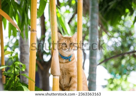 Curious looking cat hiding behind bamboo tree, animal with tropical nature, pet in Asia