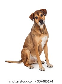 A Curious Looking Large Mixed Breed Dog Sitting While Looking At The Camera