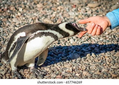 Curious Magellanic penguin leaning towards human hand - Powered by Shutterstock