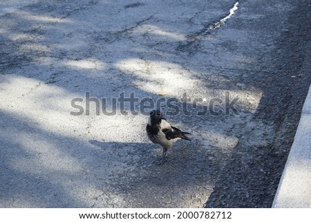 Similar – duck Colour photo