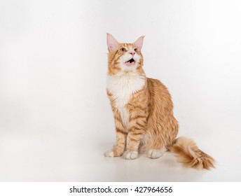 Curious Maine Coon Cat Sitting on the White Table with Reflection. White Background. Open Mouth