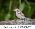 Curious male house sparrow (Passer domesticus) on a wooden garden table. House sparrow closeup shot.	