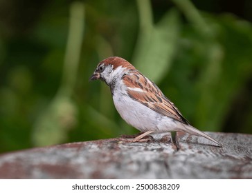 Curious male house sparrow (Passer domesticus) on a wooden garden table. House sparrow closeup shot.	