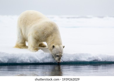 A curious male polar bear stands at the water's edge