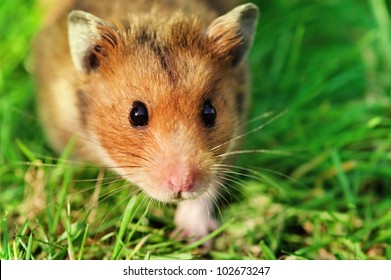 Curious male syrian hamster walking outdoors on the grass, looking straight at the camera.