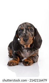 Curious marble dachshund puppy looks forward and tilts his head, lying on the white background of the studio