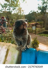 Curious Marmoset Cute Monkey Looking At People On Top Of Zoo Garbage Can Outside Cage