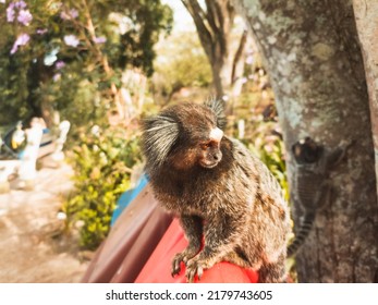 Curious Marmoset Cute Monkey Looking At People On Top Of Zoo Garbage Can Outside Cage