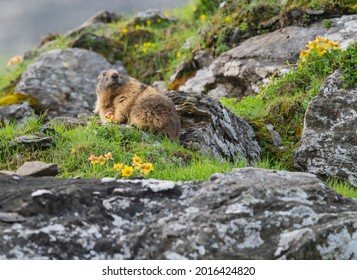 Curious marmots up the mountain