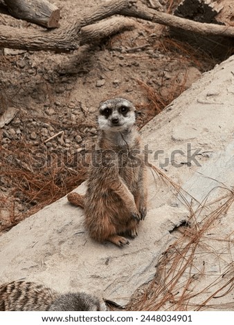 Curious meerkat standing on hind legs with a watchful expression, surrounded by natural textures and another meerkat in the background