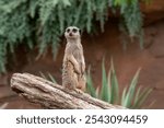 A curious meerkat stands upright on a log, observing its surroundings in a natural habitat. The scene captures the playful nature and alertness of this fascinating mammal.