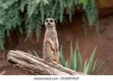 A curious meerkat stands upright on a log, observing its surroundings in a natural habitat. The scene captures the playful nature and alertness of this fascinating mammal. - Powered by Shutterstock