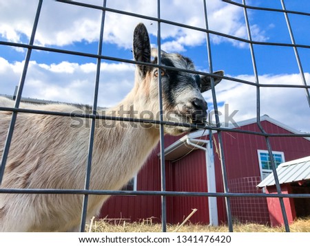 A curious miniature goat at a petting zoo at Homestead Farm in the fall in Poolesville, Maryland.