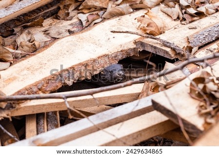 A curious mink peeks out from a hiding place amidst forest debris, its keen eyes alert and watchful. The natural camouflage of fallen leaves and timber creates a perfect hideaway.