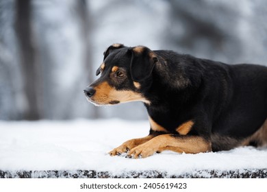 curious mixed breed dog close up portrait outdoors in the snow - Powered by Shutterstock