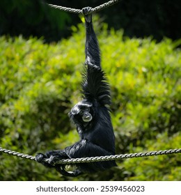 A curious monkey hangs suspended from a rope near a lush green shrubbery area - Powered by Shutterstock