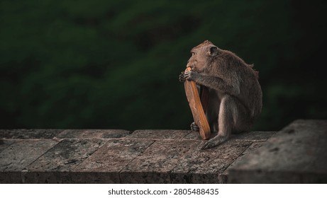 Curious Monkey Holding Objects with Funny Expression