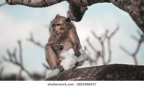 Curious Monkey Holding Objects with Funny Expression